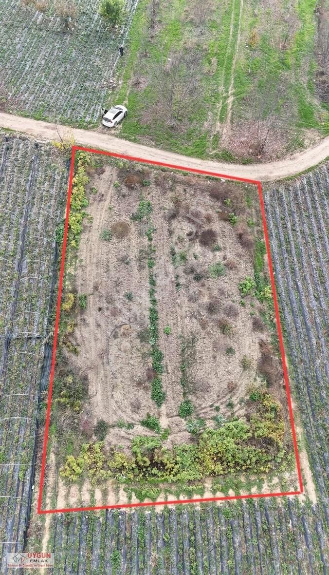 Küçük Yenicede Satılık Tarla - Görsel 2