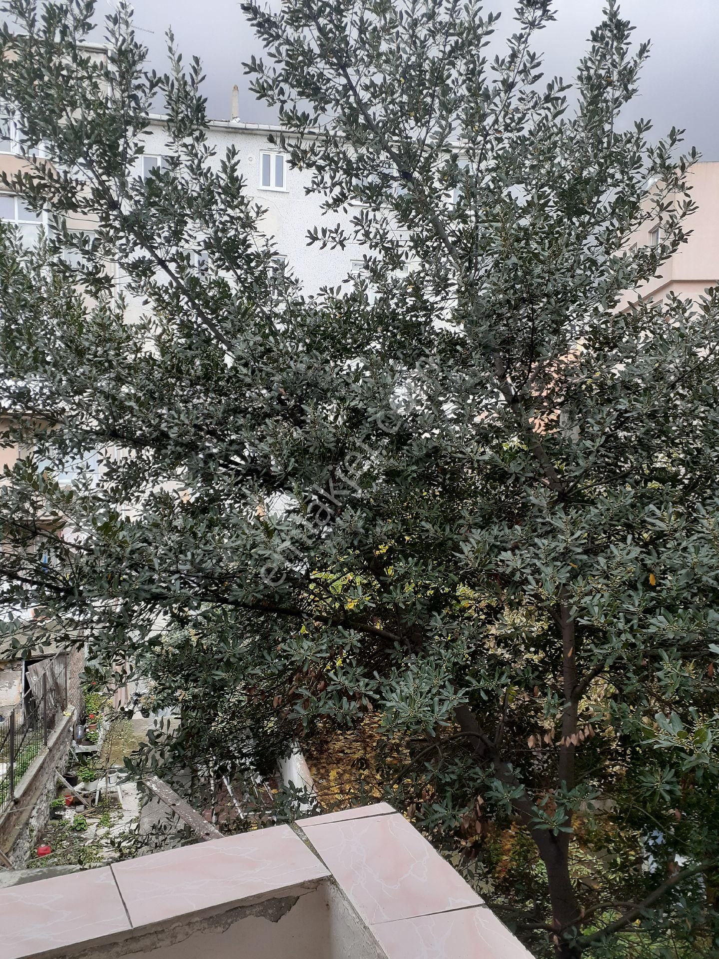 Fatih Kocamustafapaşa Sümbülefendi Hacıkadın Caddesinde Arakat - Görsel 21