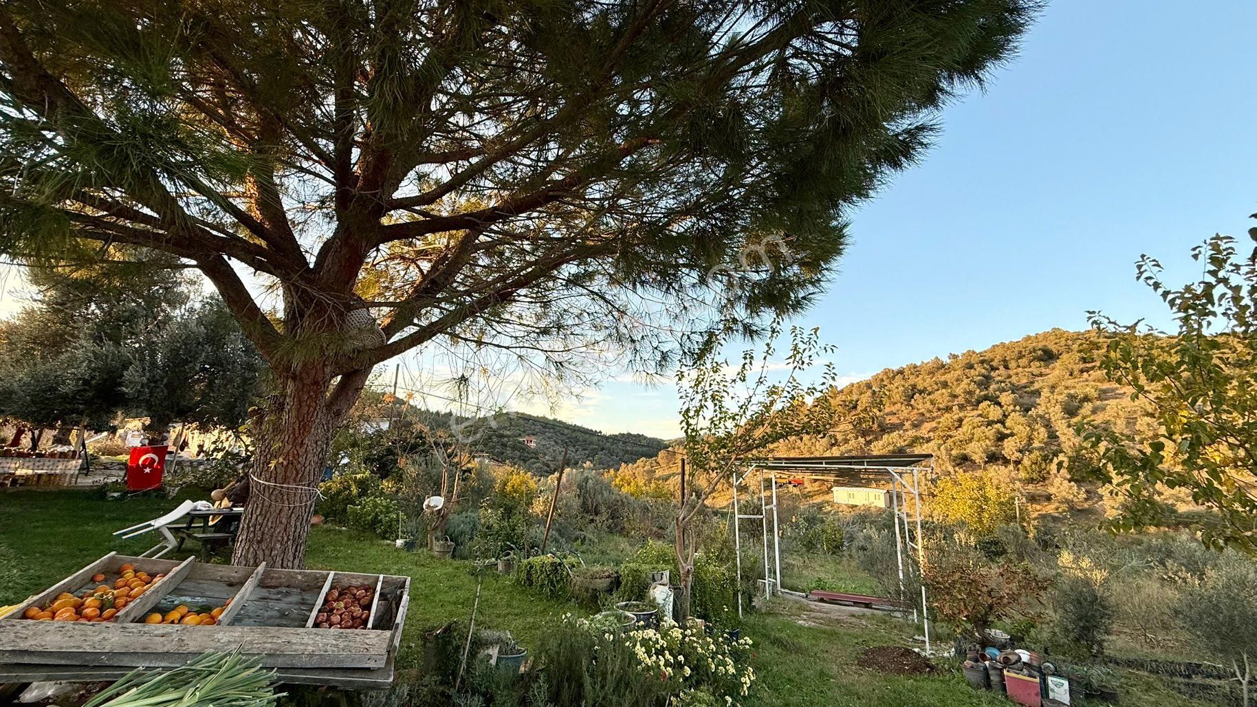 Rw Akar Seferihisar Orhanlı İyi Konum Satılık Zeytinlik