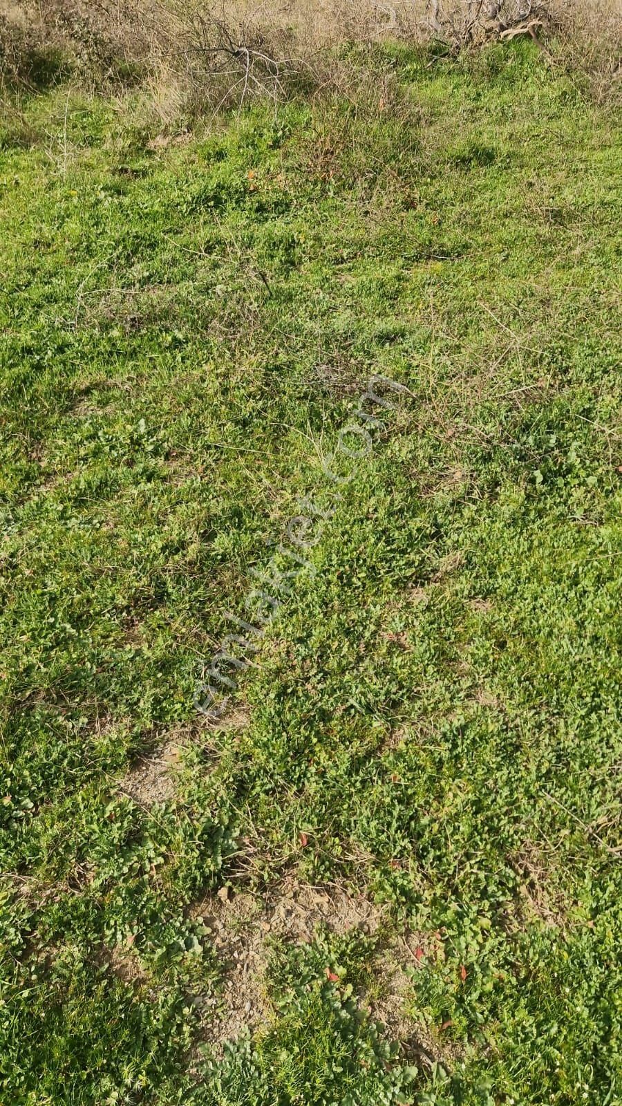 İzmir Bayındır Çınardibi'nde 4.894 M2 Kiraz Bahçesi Taş Ev. Açıklamayı Okuyunuz. - Görsel 2