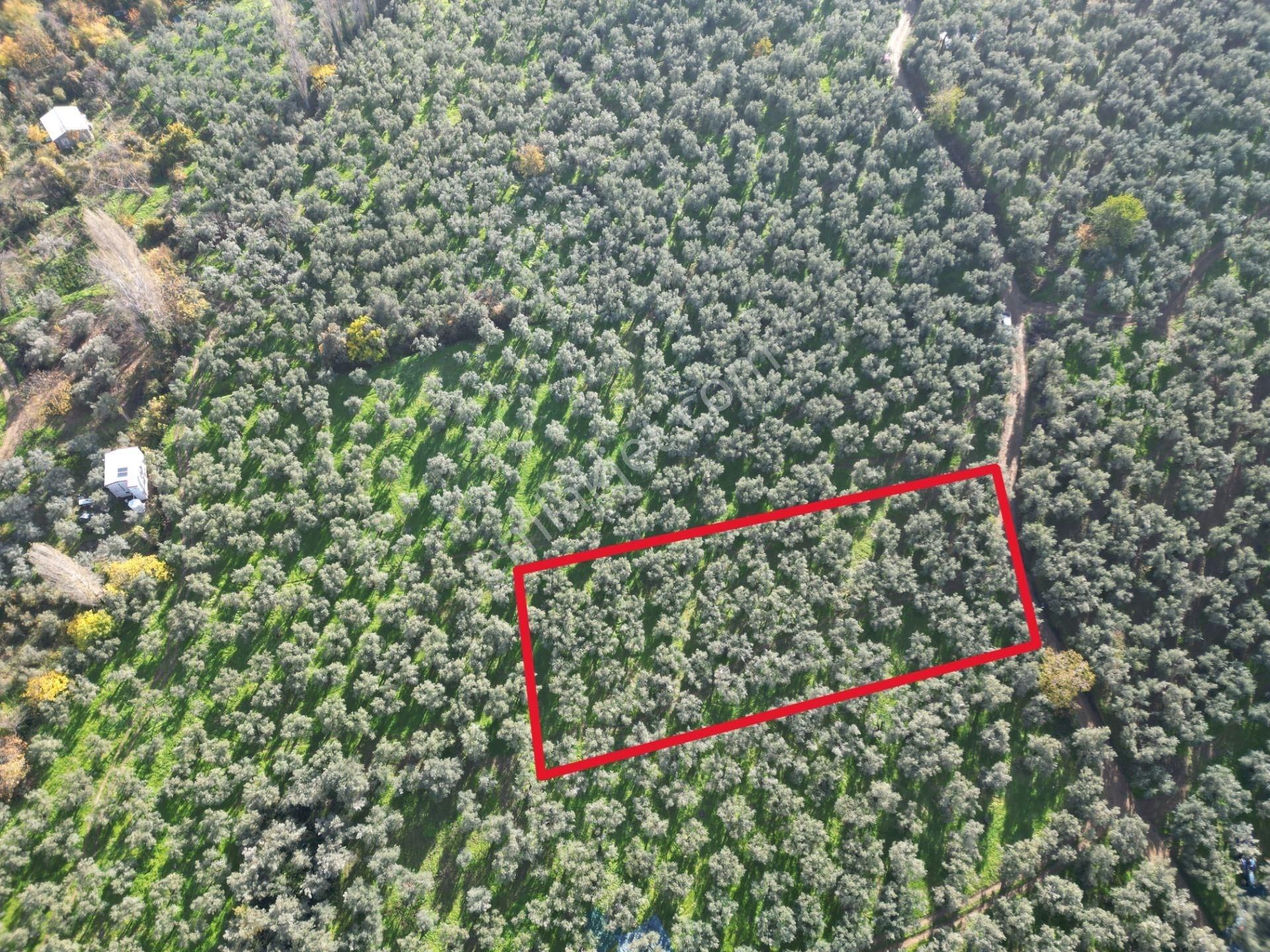 Bursa Orhangazi Karsak Köyü Satılık Zeytinlik