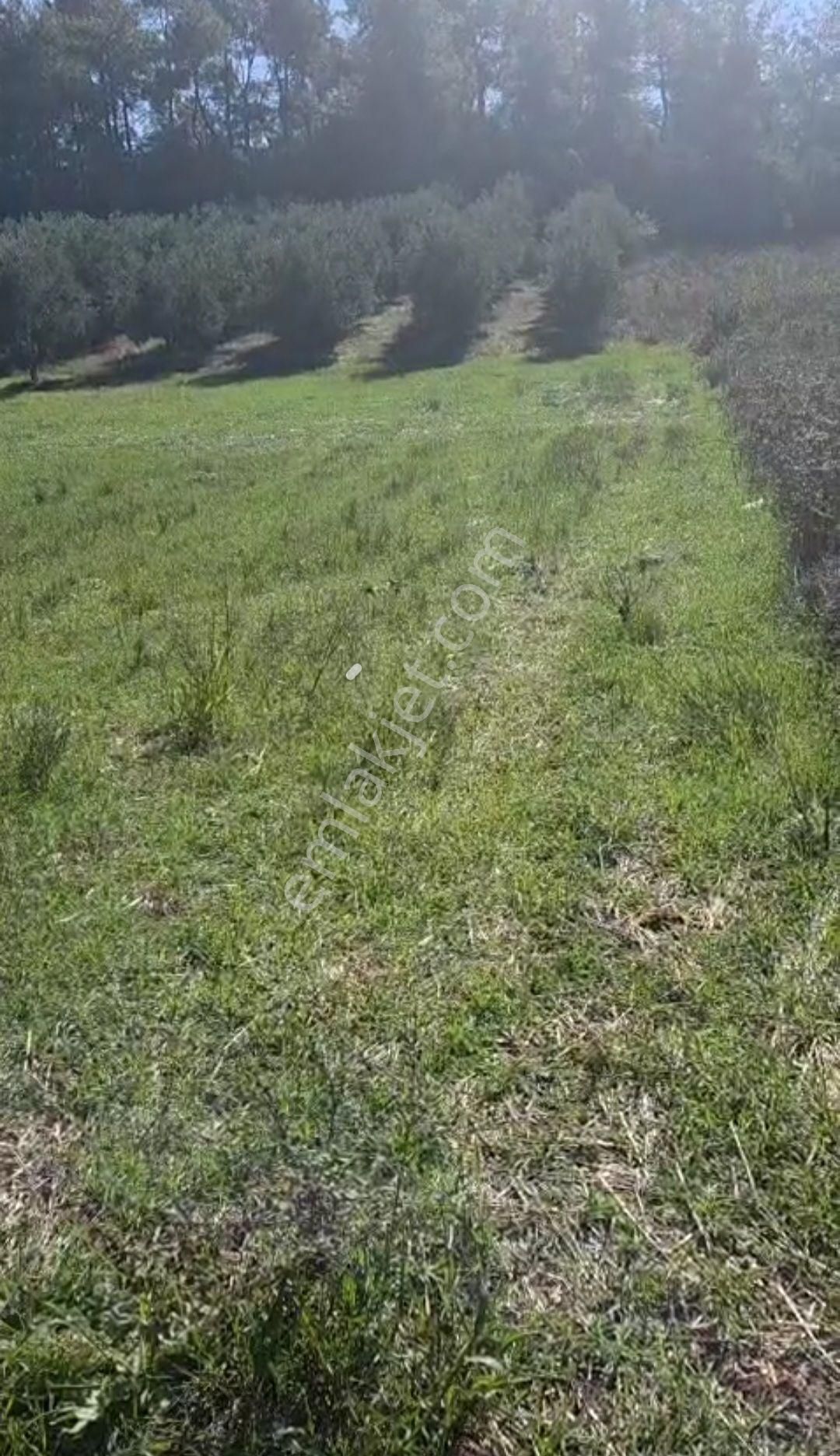 Antalya Serik Kırbaş Da Satılık - Görsel 6