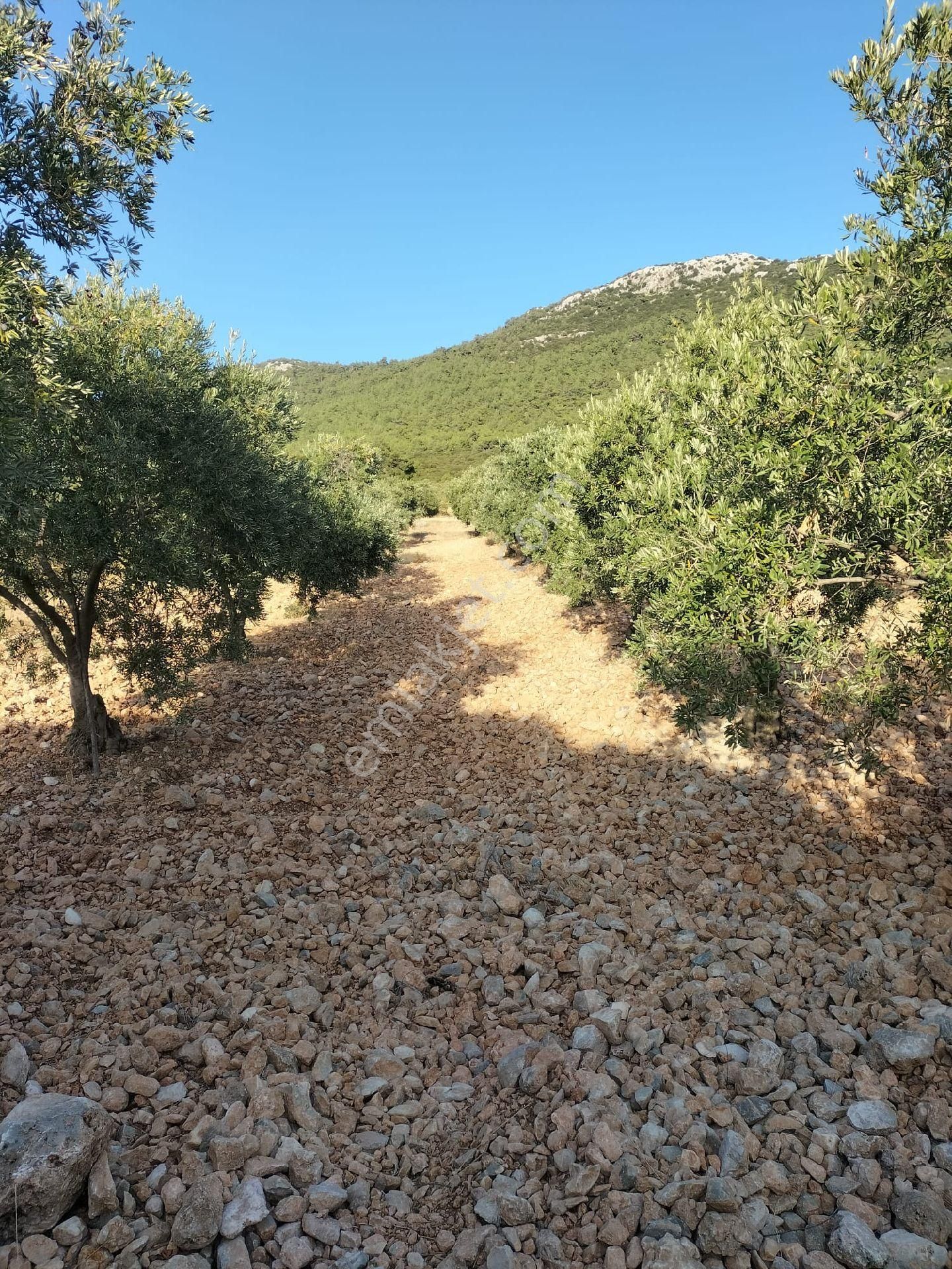 Manisa Akhisar Topluca – Satılık Tarla - Görsel 3