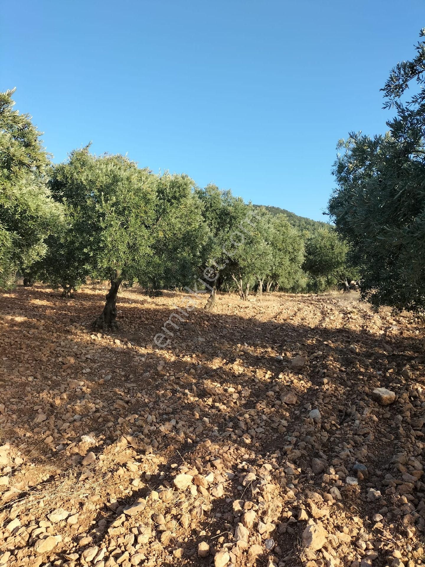 Manisa Akhisar Topluca – Satılık Tarla - Görsel 6