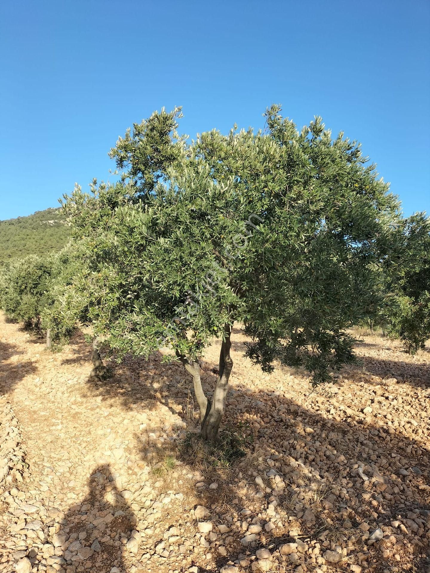 Manisa Akhisar Topluca – Satılık Tarla