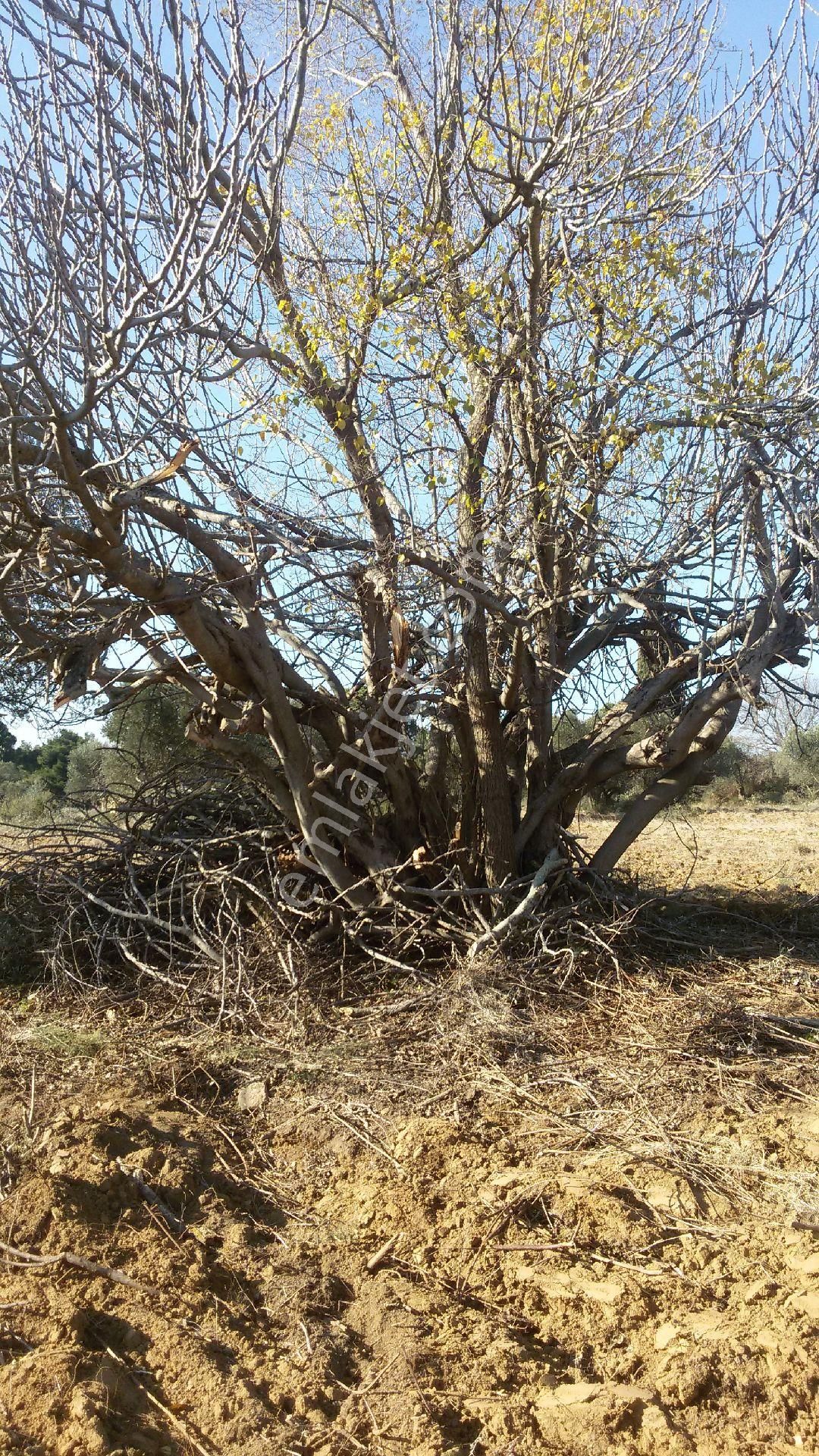 Satılık Tarla - Görsel 12