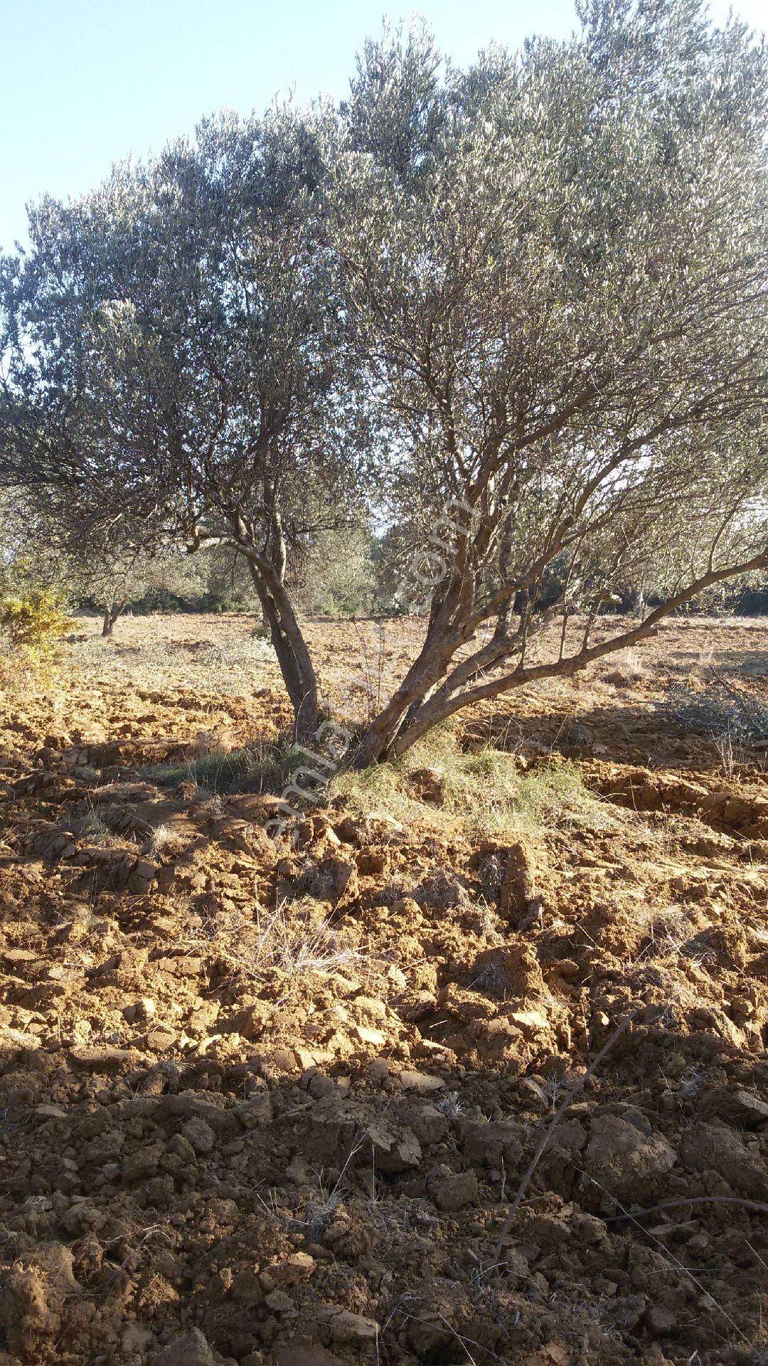 Satılık Tarla - Görsel 11