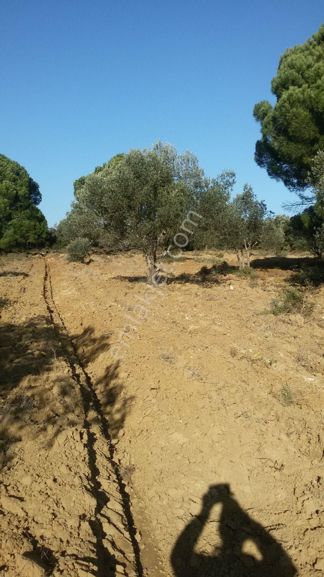 Satılık Tarla - Görsel 8