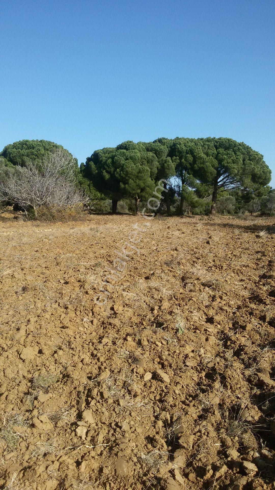 Satılık Tarla - Görsel 6