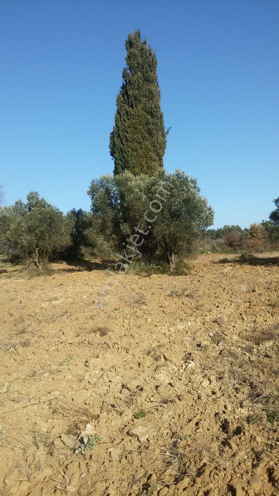 Satılık Tarla - Görsel 7