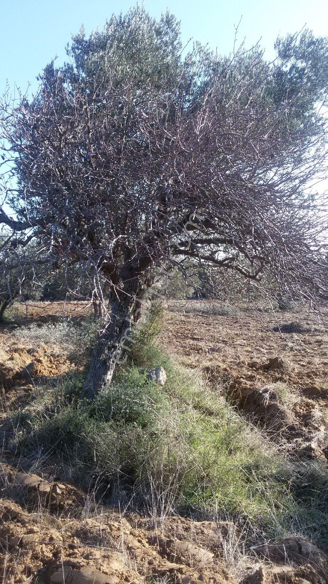 Satılık Tarla - Görsel 10