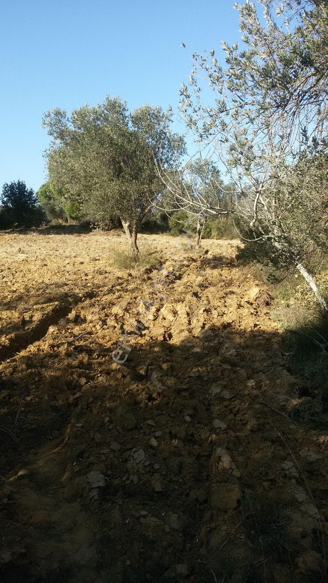 Satılık Tarla - Görsel 13