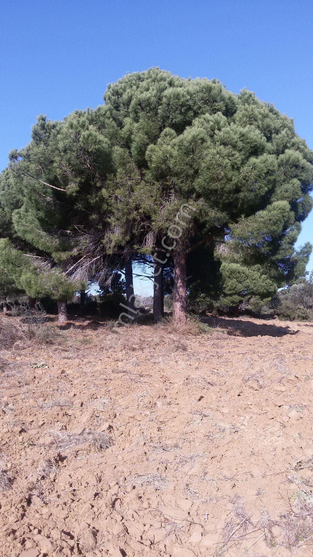 Satılık Tarla - Görsel 15