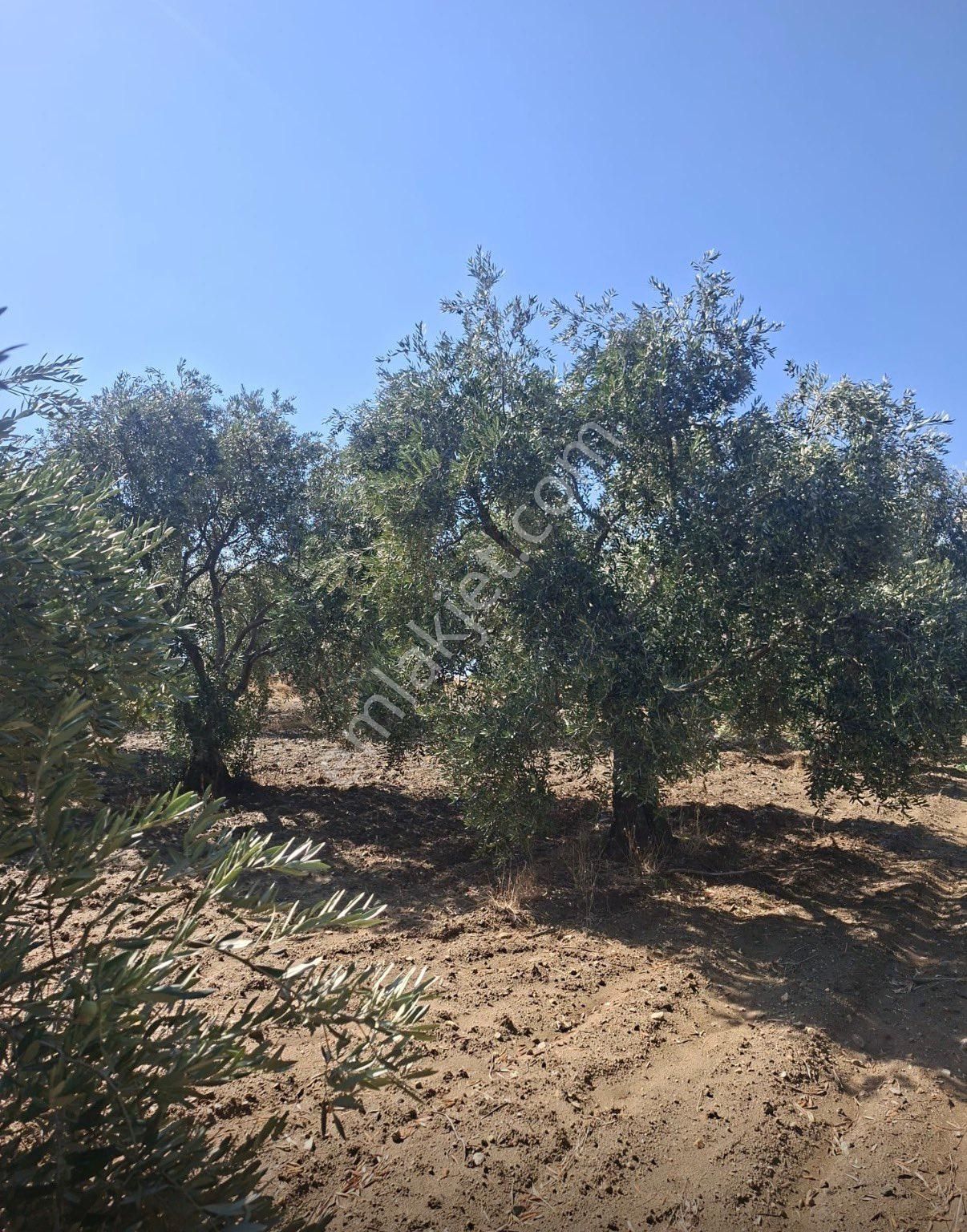 Satılık Bakımlı Zeytin Bahçesi - Görsel 4