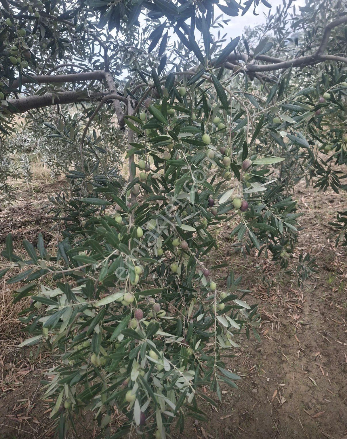 Satılık Bakımlı Zeytin Bahçesi - Görsel 5
