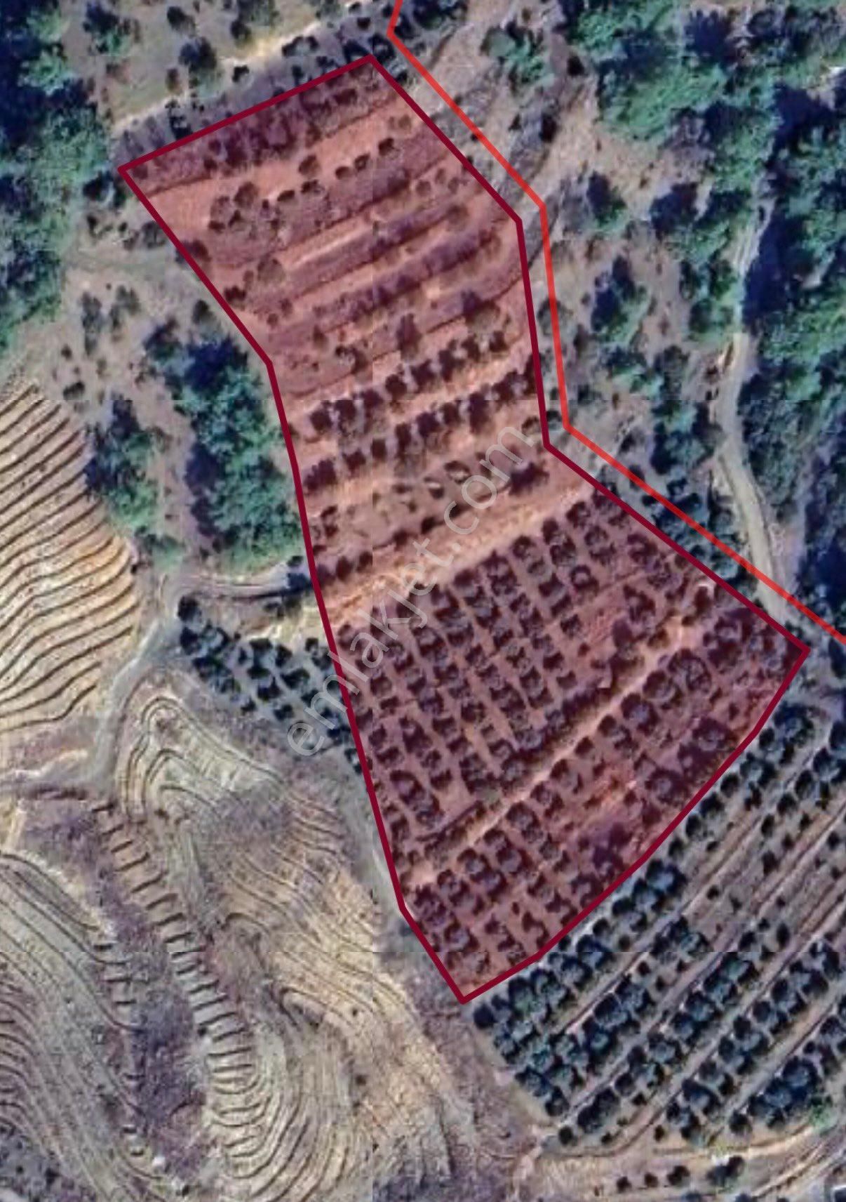 Satılık Bakımlı Zeytin Bahçesi - Görsel 8