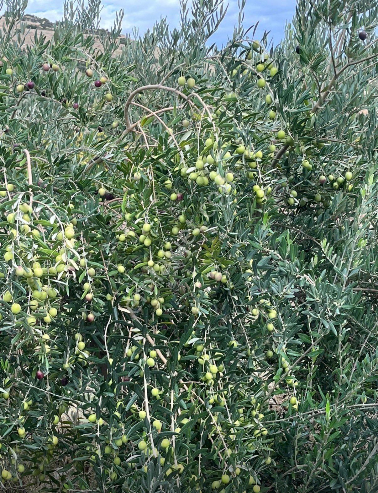 Satılık Bakımlı Zeytin Bahçesi