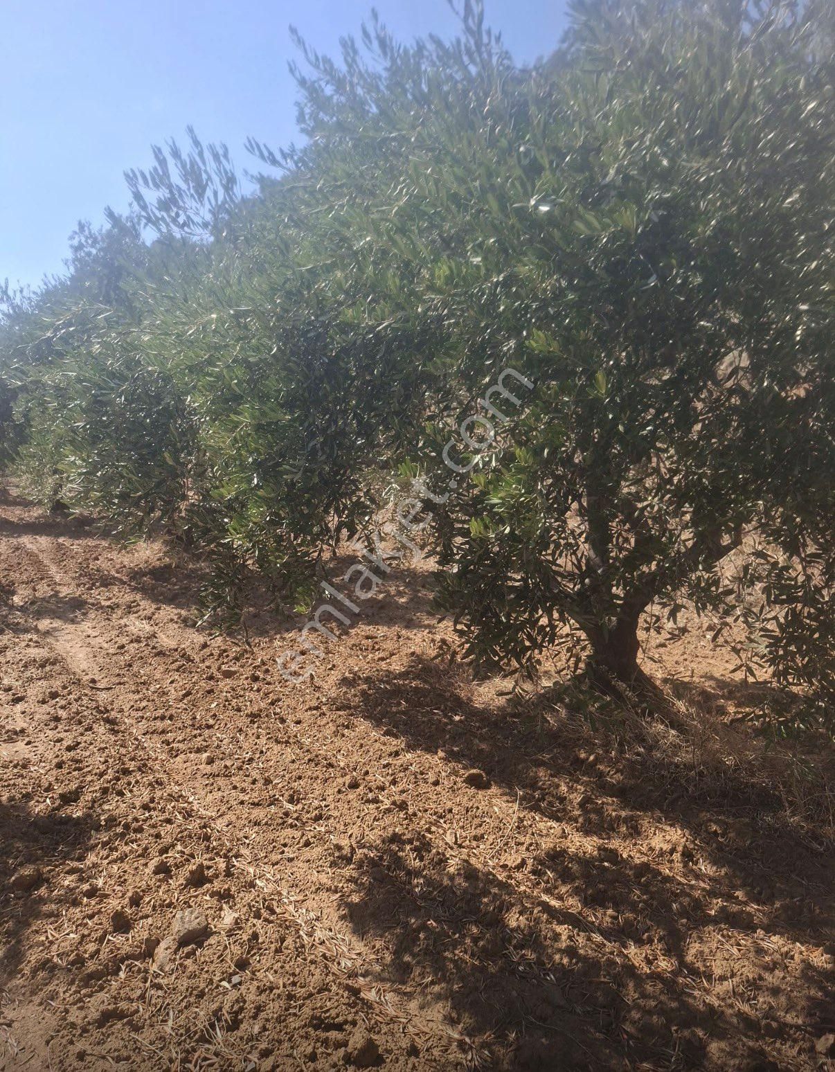 Satılık Bakımlı Zeytin Bahçesi - Görsel 3