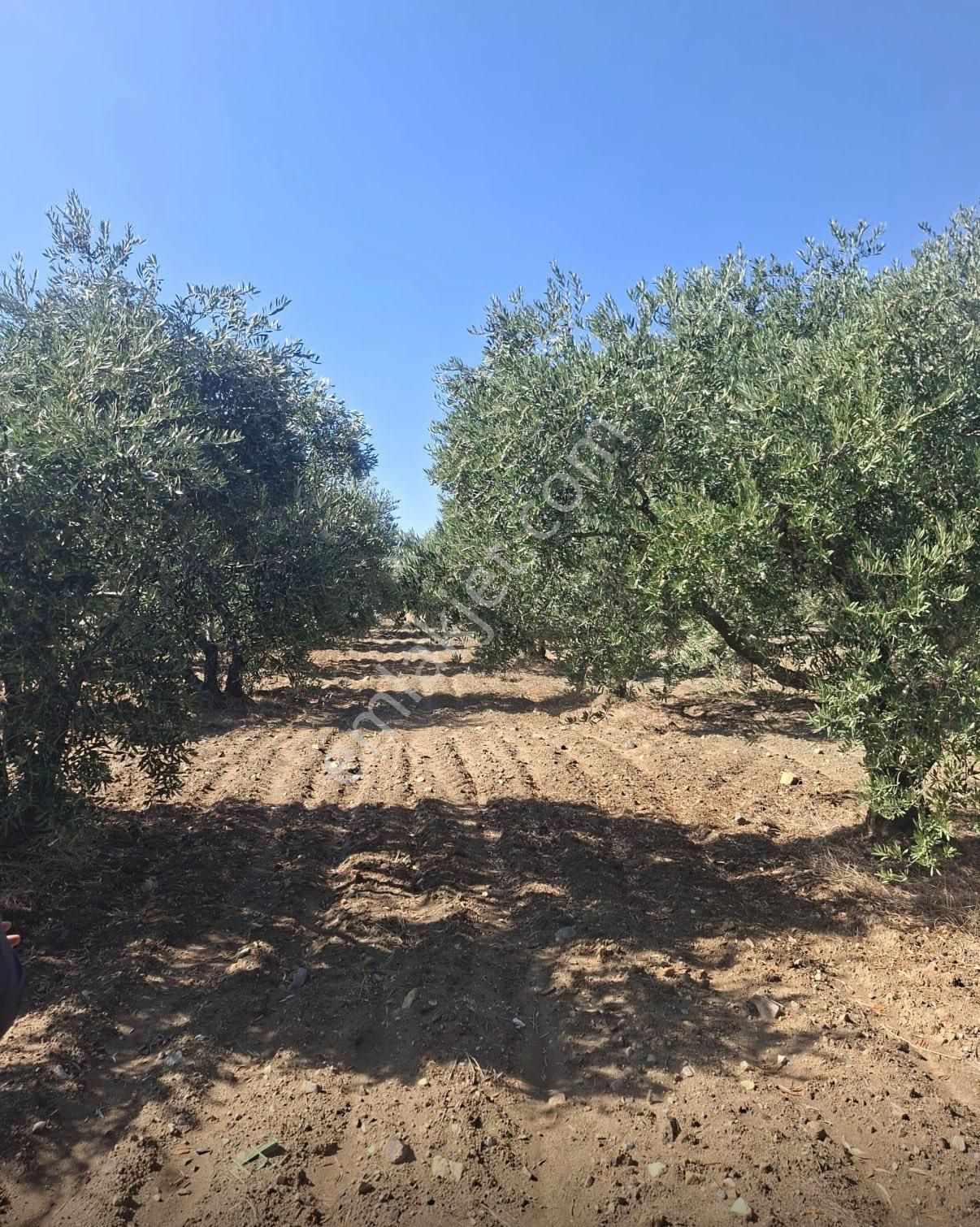 Satılık Bakımlı Zeytin Bahçesi - Görsel 2