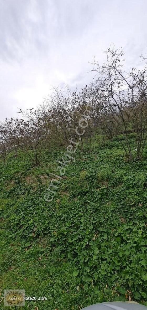 Sakarya Akyazı Merkez Yeniköy Mahallesinde 1850 M2 Satılık Arsa - Görsel 2