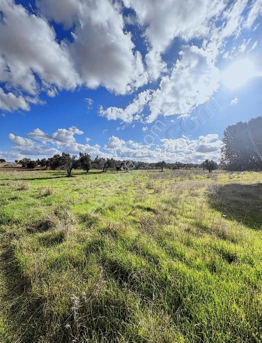 Ezine Kumburun'da Denize Yakın 17.704 M2 Arazi - Görsel 26