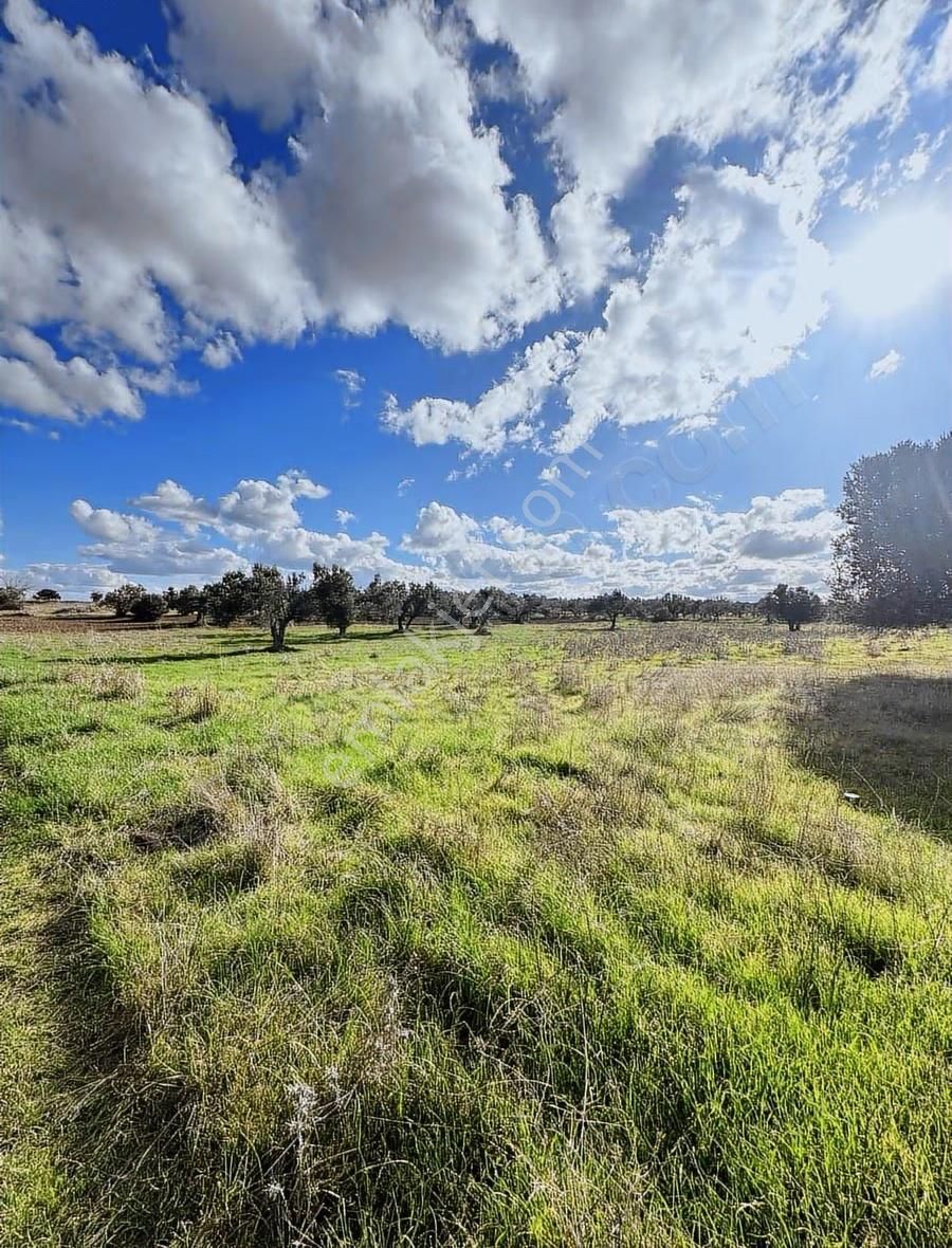 Ezine Kumburun'da Denize Yakın 17.704 M2 Arazi - Görsel 11