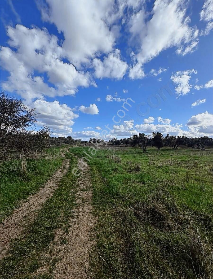 Ezine Kumburun'da Denize Yakın 17.704 M2 Arazi - Görsel 10