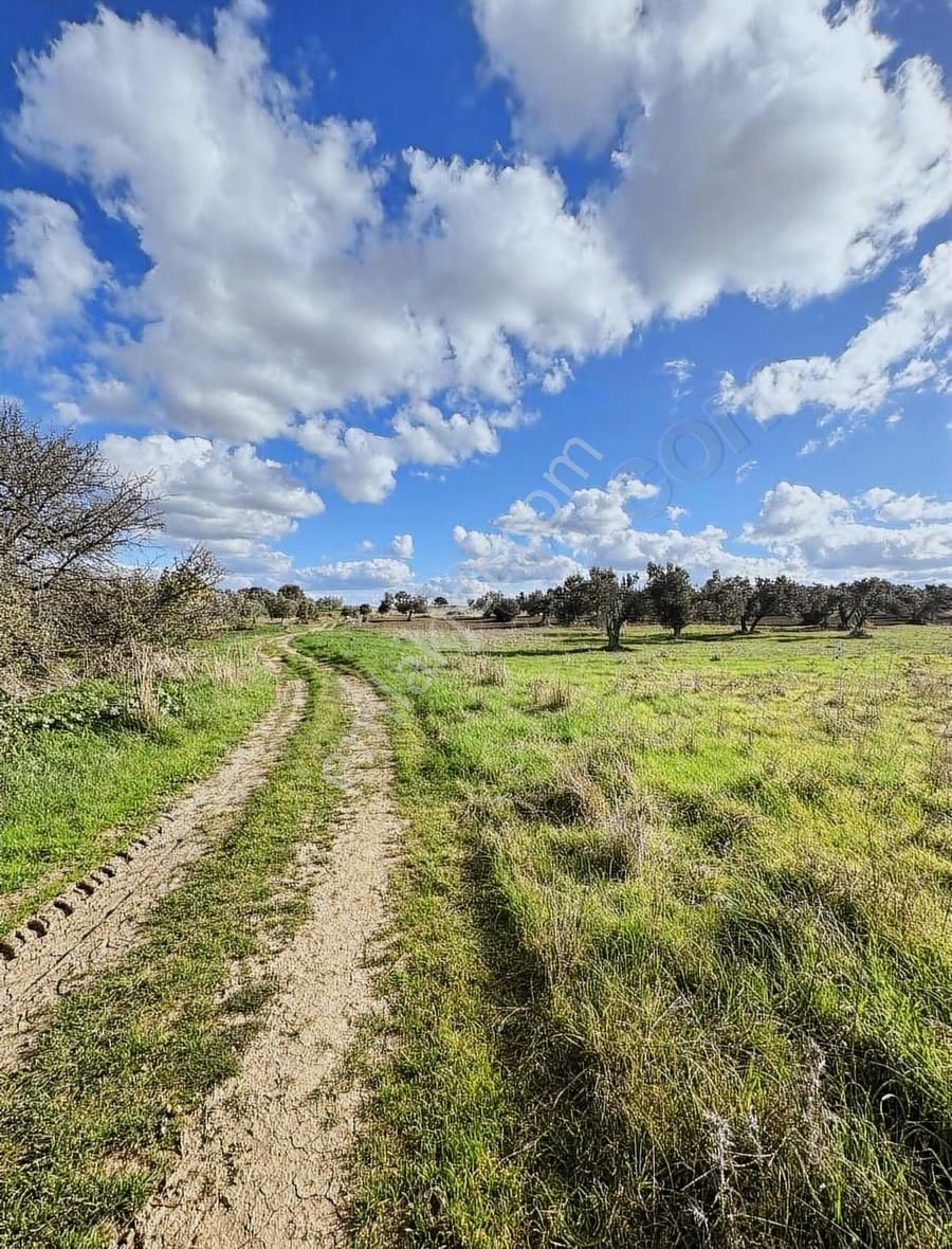 Ezine Kumburun'da Denize Yakın 17.704 M2 Arazi - Görsel 18