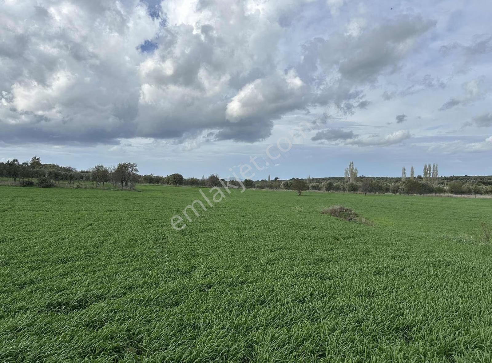 Çanakkale Ezine Gökçebayır'da 23 Dönüm Arazi