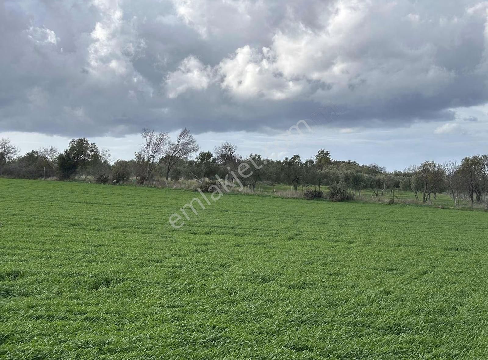 Çanakkale Ezine Gökçebayır'da 23 Dönüm Arazi - Görsel 15