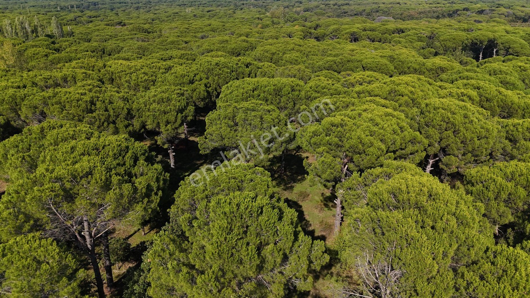 Bergama Kozak Yaylası – 13.200 M² Satılık Çamlık Arazi - Görsel 7