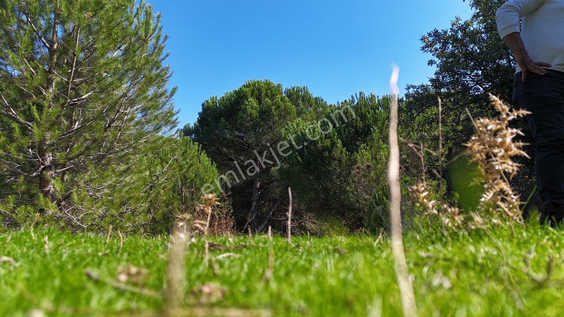 Bergama Kozak Yaylası – 13.200 M² Satılık Çamlık Arazi - Görsel 6