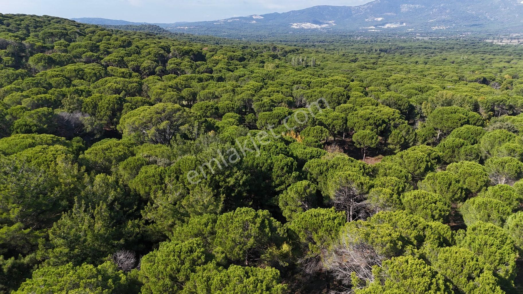 Bergama Kozak Yaylası – 13.200 M² Satılık Çamlık Arazi - Görsel 5