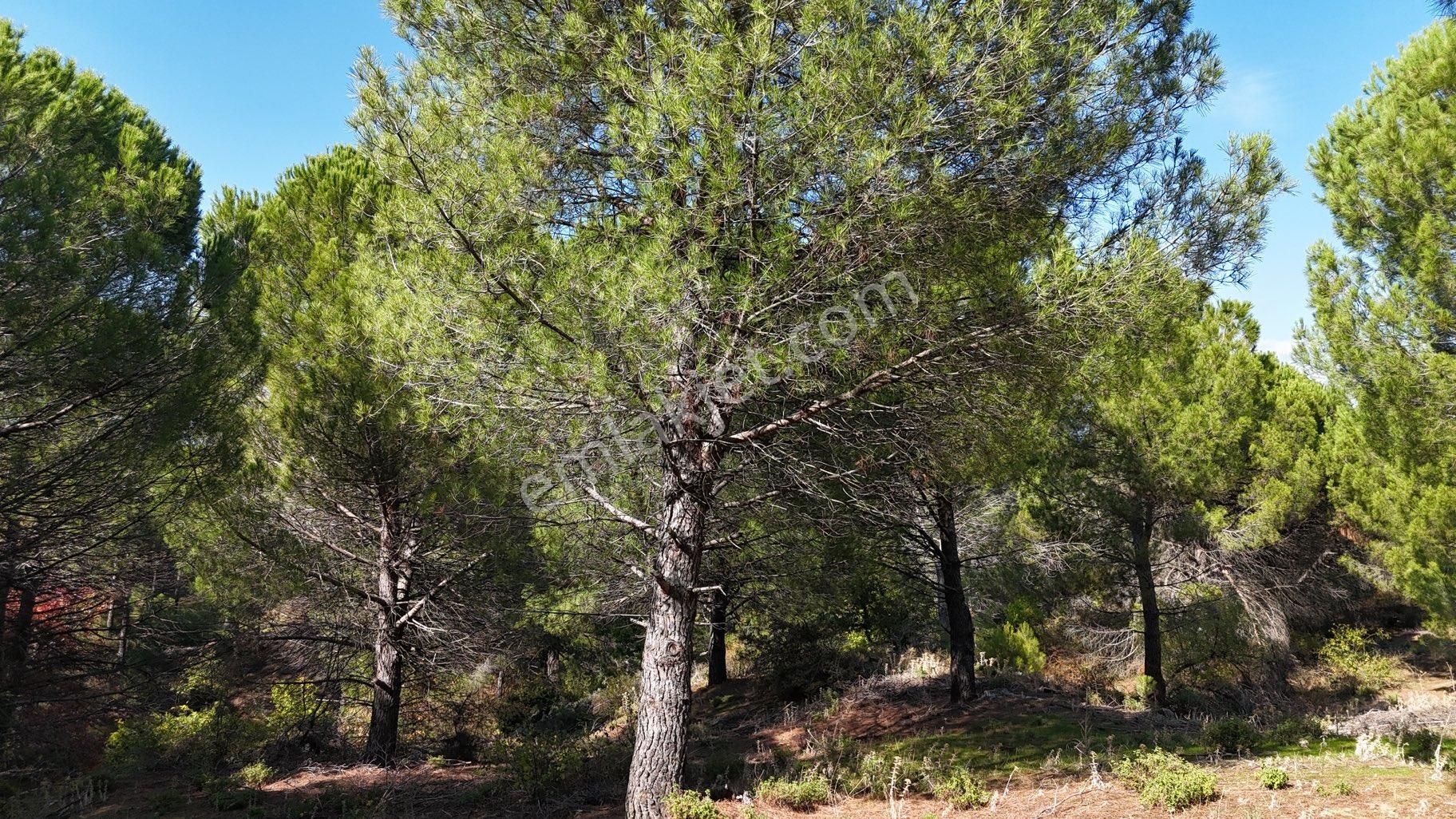 Bergama Kozak Yaylası – 13.200 M² Satılık Çamlık Arazi