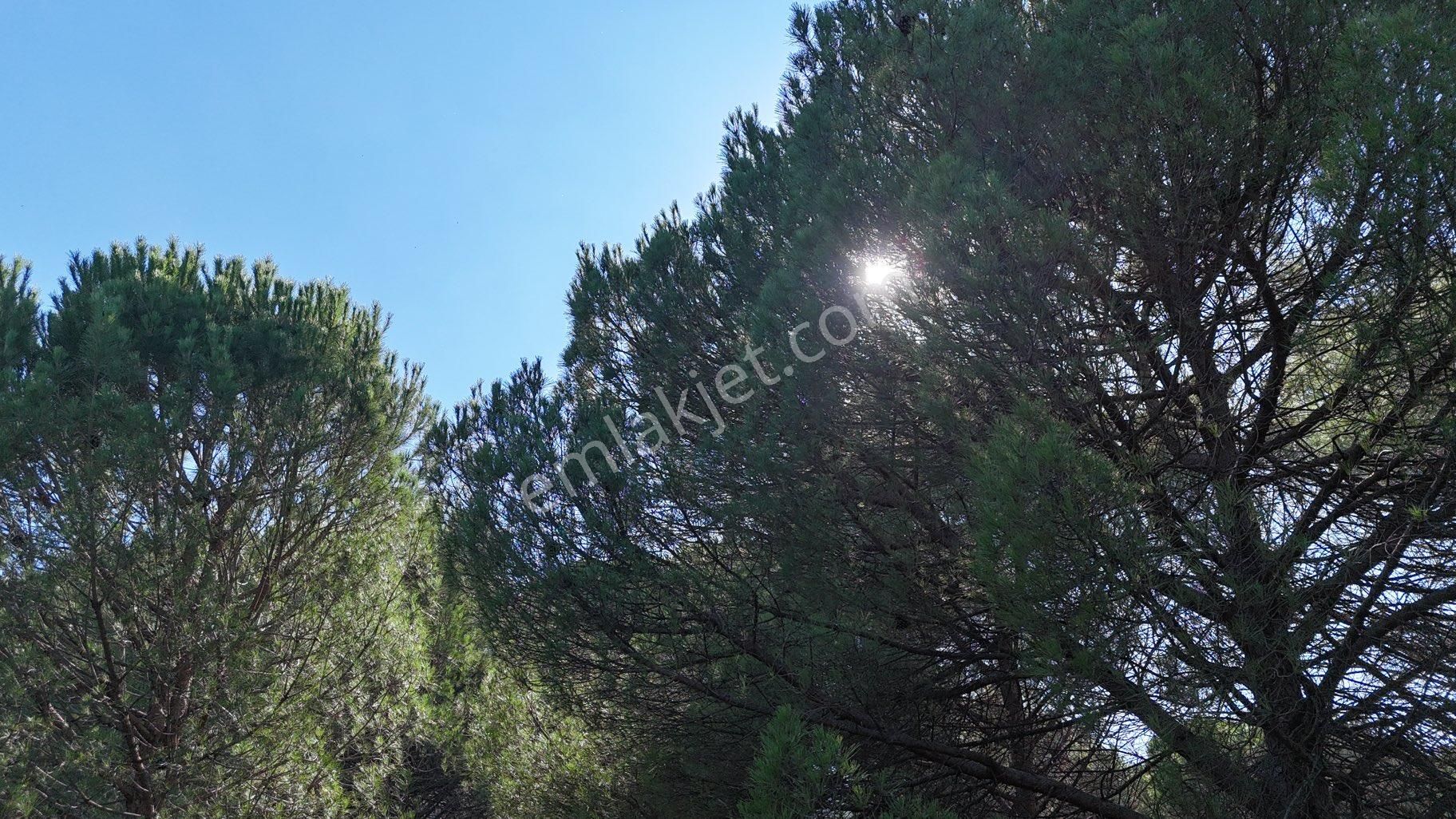 Bergama Kozak Yaylası – 13.200 M² Satılık Çamlık Arazi - Görsel 3