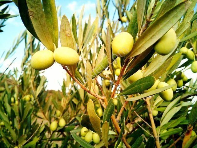 İzmir Selçuk Şirince’de 23.588 M2 Yatırımlık Uygun Zeytinlik. Açıklamayı Okuyarak Arayınız.