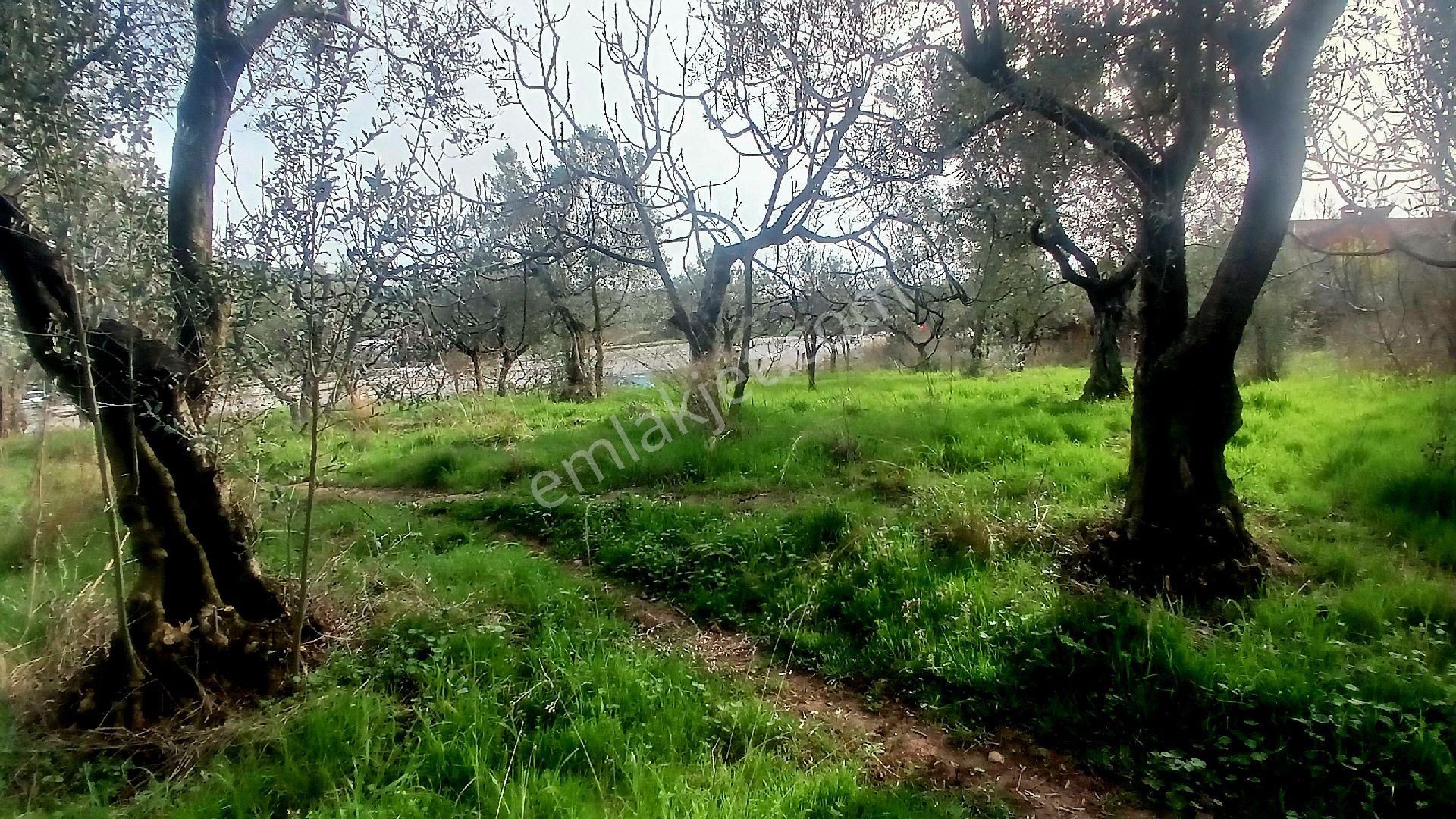 Rw Land Gayrimenkul’den Bursa Osmangazi Dürdane Karatopraklar Mevkii Satılık Meyva Bahçesi - Görsel 7