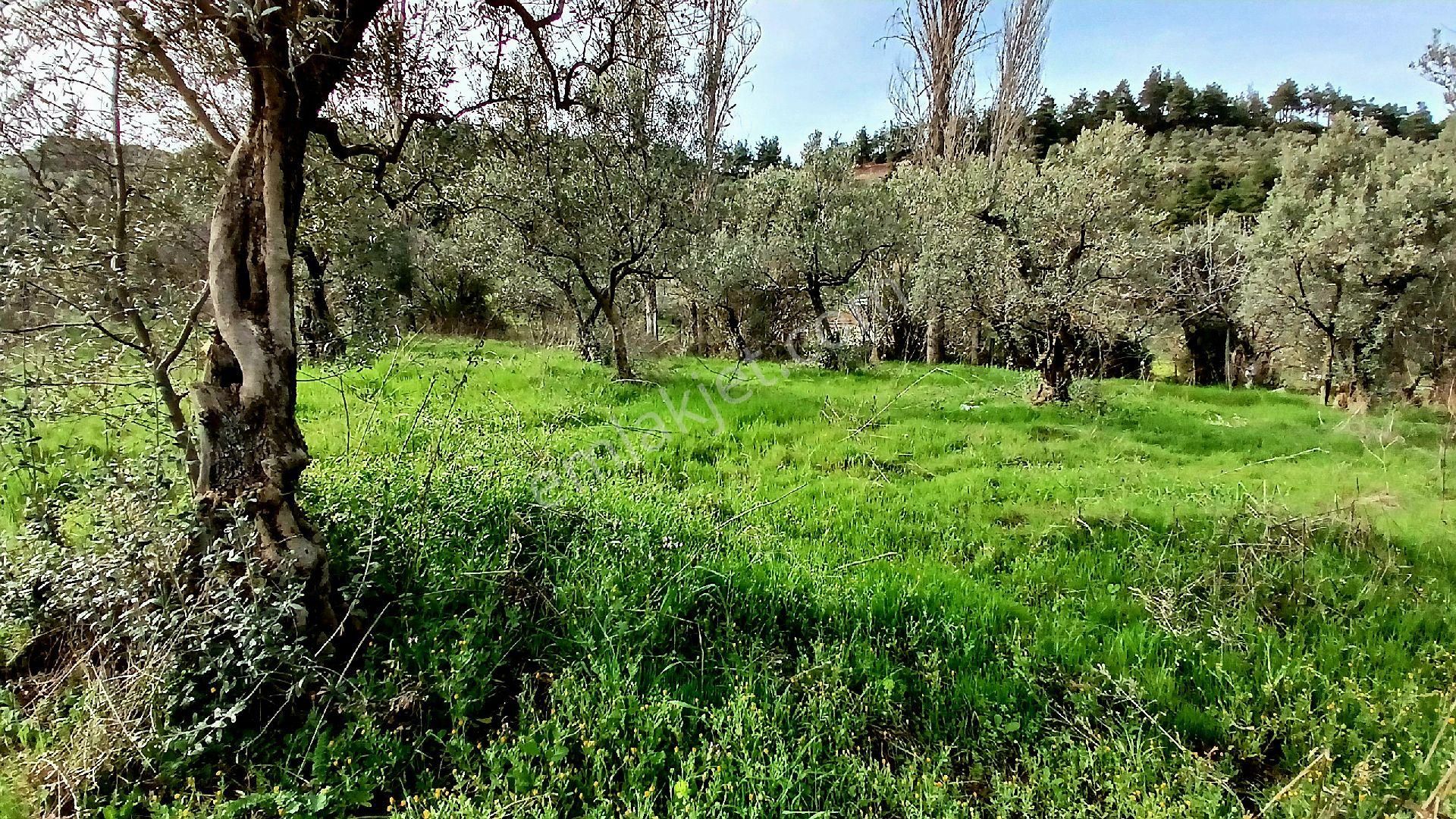 Rw Land Gayrimenkul’den Bursa Osmangazi Dürdane Karatopraklar Mevkii Satılık Meyva Bahçesi - Görsel 10