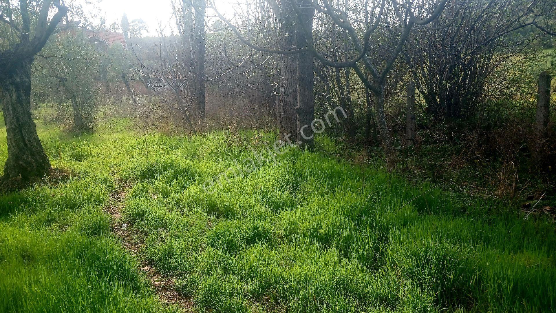 Rw Land Gayrimenkul’den Bursa Osmangazi Dürdane Karatopraklar Mevkii Satılık Meyva Bahçesi