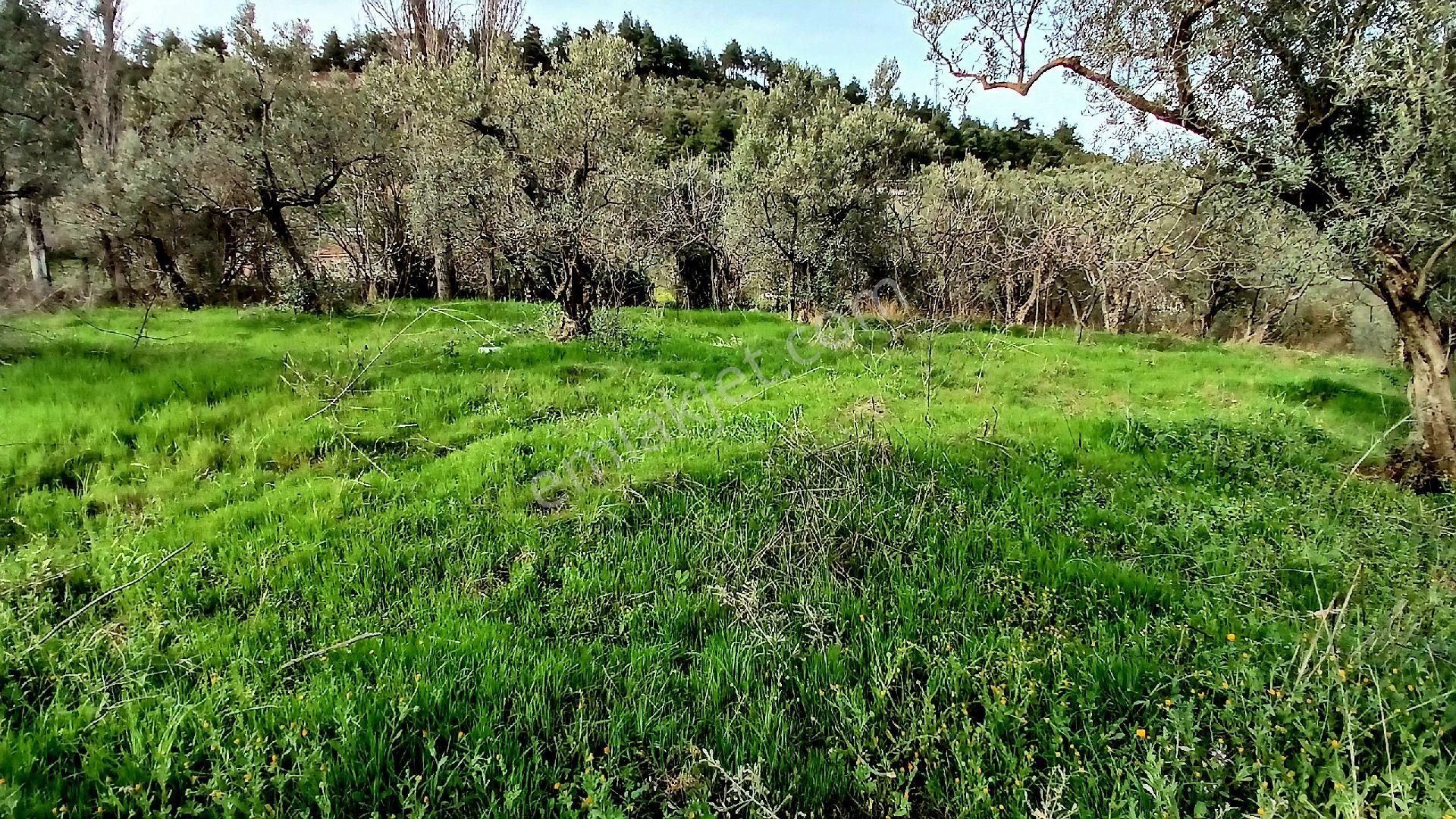 Rw Land Gayrimenkul’den Bursa Osmangazi Dürdane Karatopraklar Mevkii Satılık Meyva Bahçesi - Görsel 11
