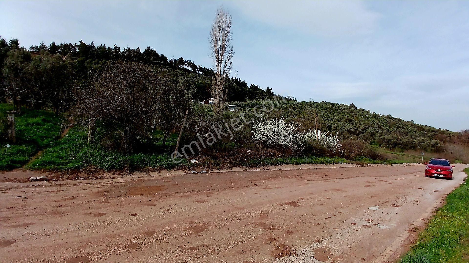 Rw Land Gayrimenkul Den Bursa Osmangazi Dürdane Karatopraklar Mevkii Satılık Zeytinlik - Görsel 16