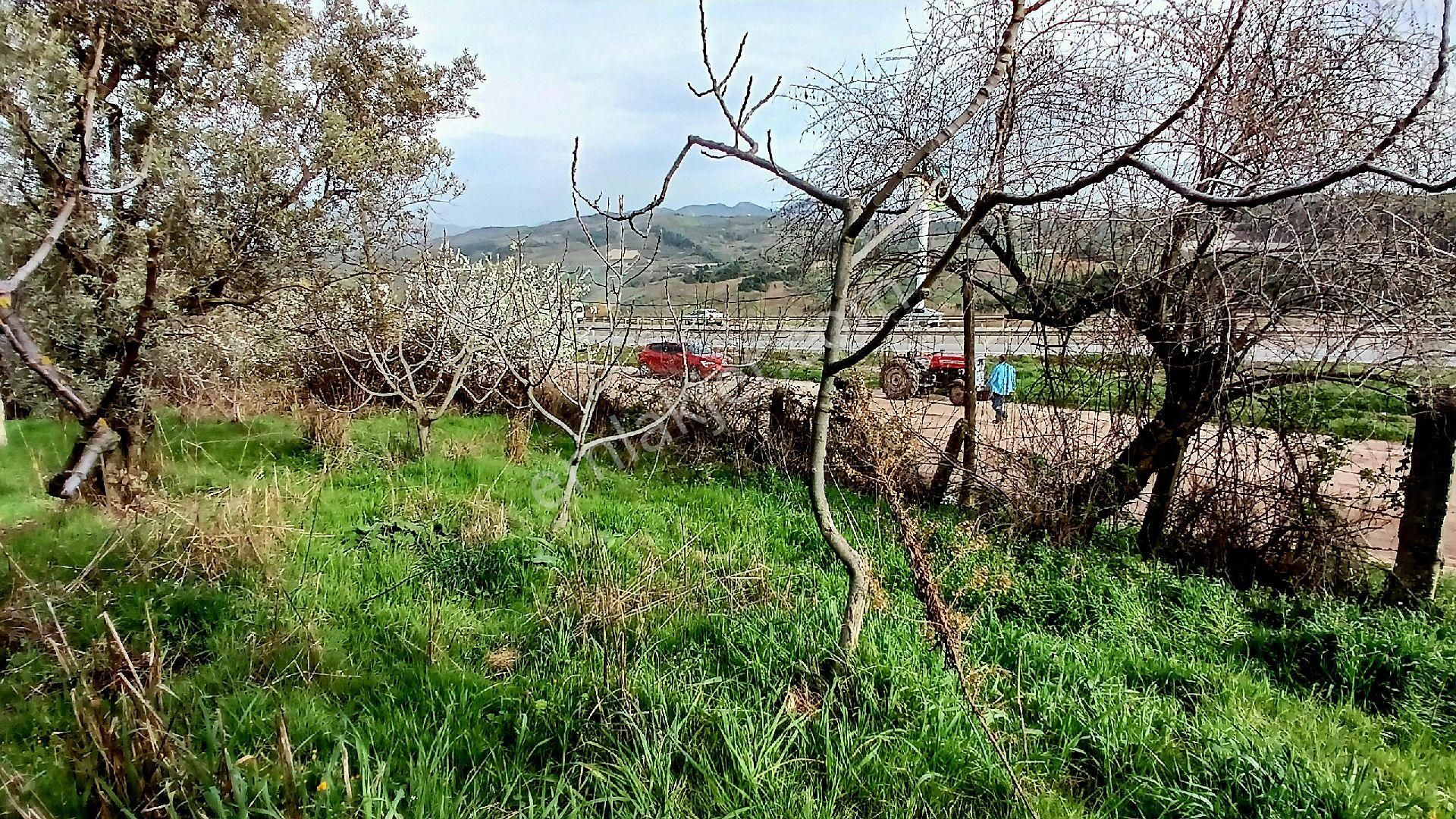 Rw Land Gayrimenkul Den Bursa Osmangazi Dürdane Karatopraklar Mevkii Satılık Zeytinlik - Görsel 18