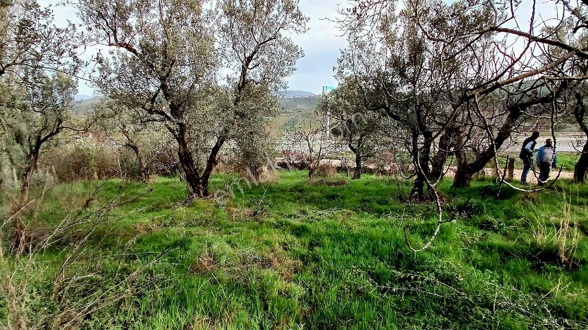 Rw Land Gayrimenkul Den Bursa Osmangazi Dürdane Karatopraklar Mevkii Satılık Zeytinlik - Görsel 22