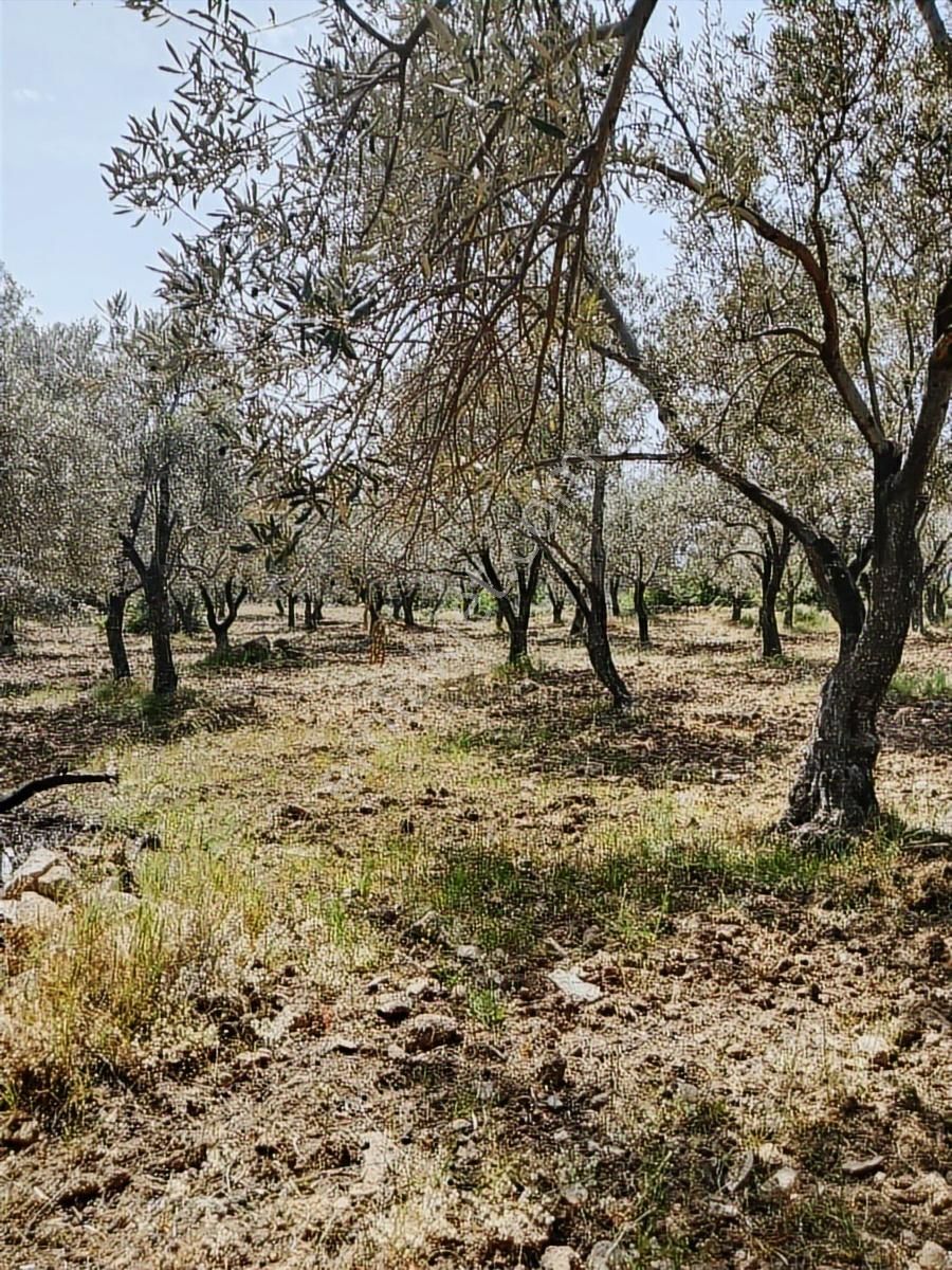 Sancak Emlak'tan Kupon Zeytinlik - Görsel 5