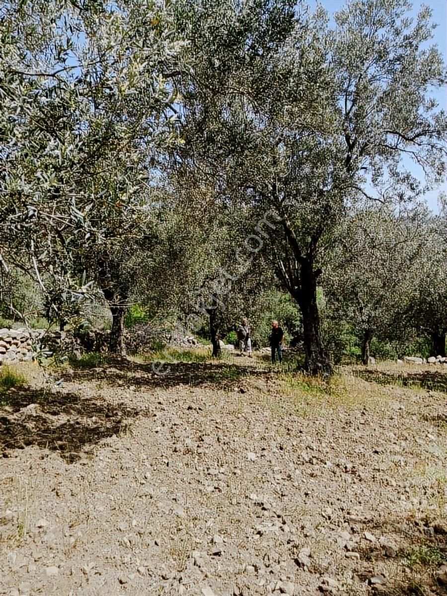 Sancak Emlak'tan Kupon Zeytinlik - Görsel 6