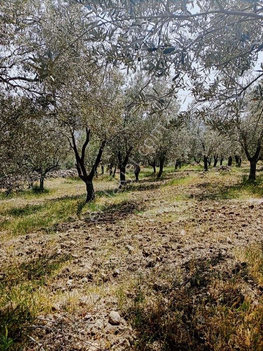 Sancak Emlak'tan Kupon Zeytinlik - Görsel 4