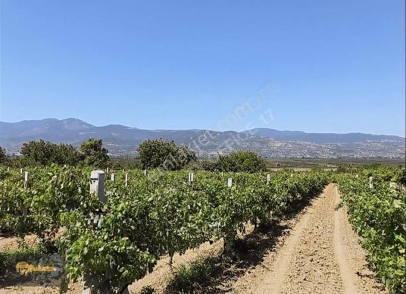 Sakarya Geyve 2.341 M2 Üzüm Bağı - Görsel 7