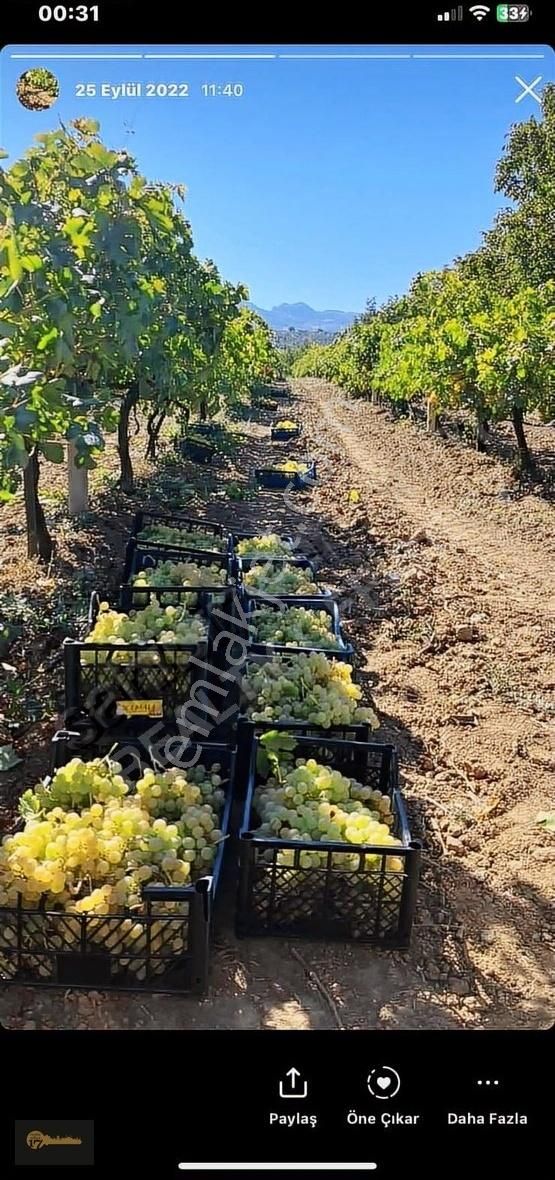 Sakarya Geyve 2.341 M2 Üzüm Bağı