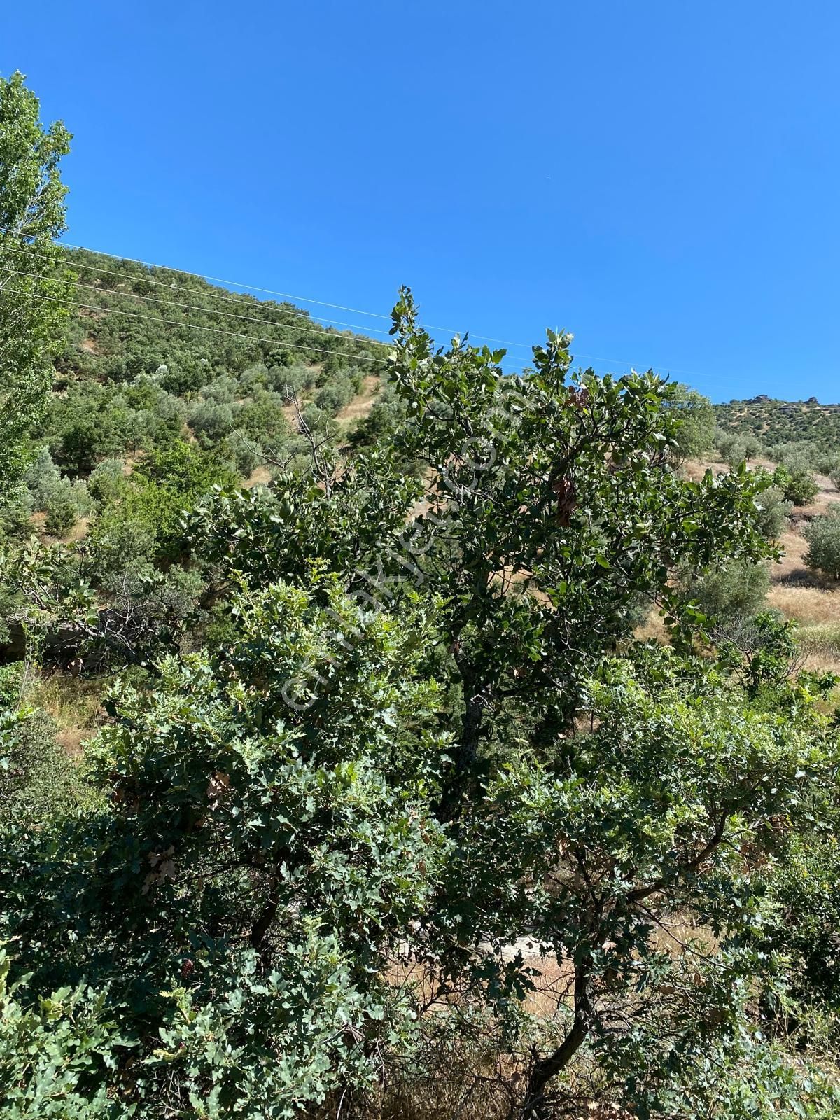 İzmir Torbalı Gold Emlaktan Salihlide Satılık Arazi Ve Zeytinlik