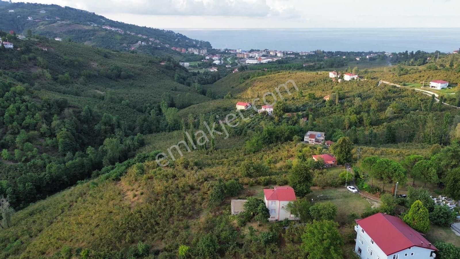 Ulu'dan Ordu Perşembe Efirlide Deniz Manzaralı Satılık Bahçe - Görsel 34